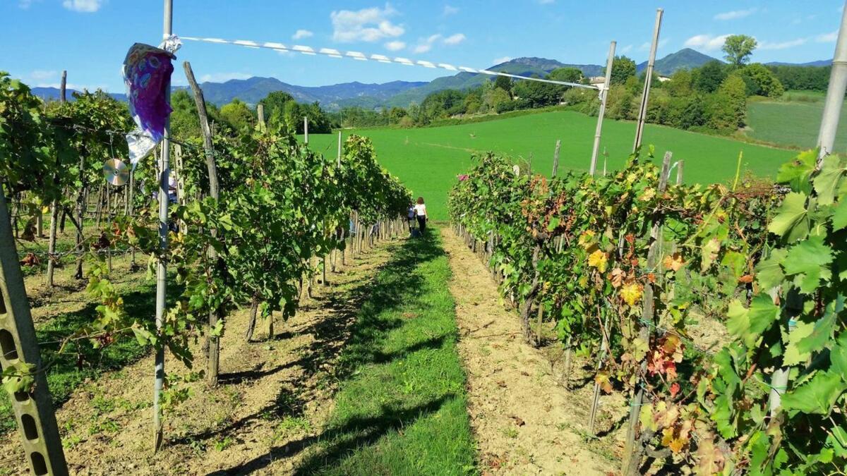 Tuscan Hills - Stonehouse, Garden & Pool ヴィッキオ エクステリア 写真